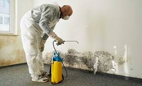 Best Water Damage & Mold Remediation in USA